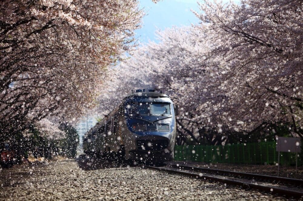 Exploring Korea in March 2026 | A Local's Insider Guide 16 Jinhae cherry blossom festival in korea | Gyeonghwa Station