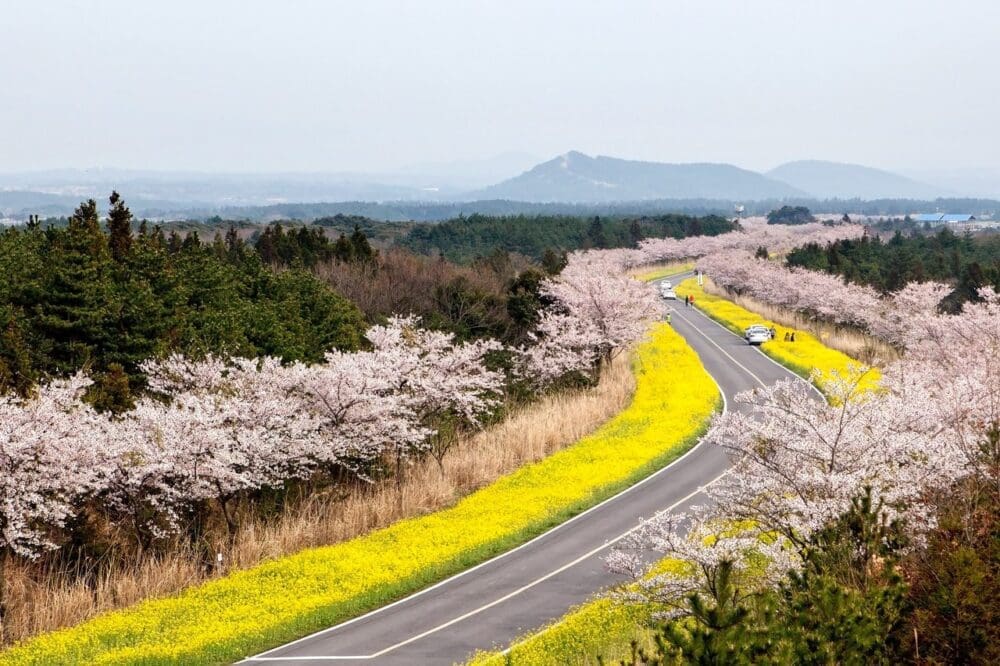 2026 Cherry Blossoms in Korea Forecast | Best Festivals in Seoul, Jinhae, Busan and More 24 cherry blossoms in korea | jeju