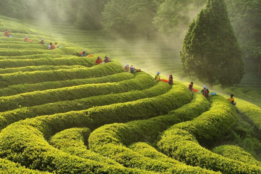 boseong green tea field in spring
