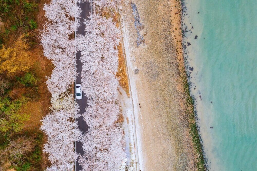 2026 Cherry Blossoms in Korea Forecast | Best Festivals in Seoul, Jinhae, Busan and More 54 cherry blossoms in korea | namhae| namhae