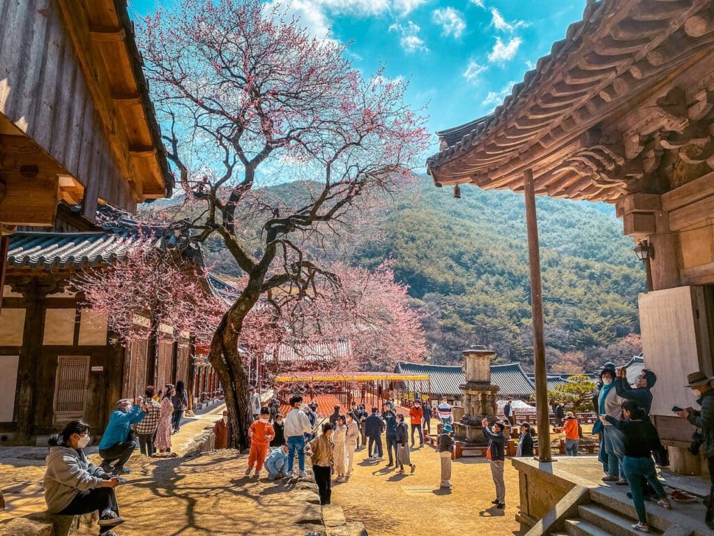 Spring in Korea 2026 | Travel Tips from 15 Years Living in Seoul 4 spring in korea | plum blossoms at hwaeomsa temple in gurye