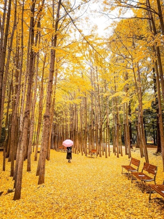 Chuseok in Seoul 2026 | 9 Wonderful Things to do for Korean Thanksgiving 5 autumn in korea | seoul forest ginkgo trees