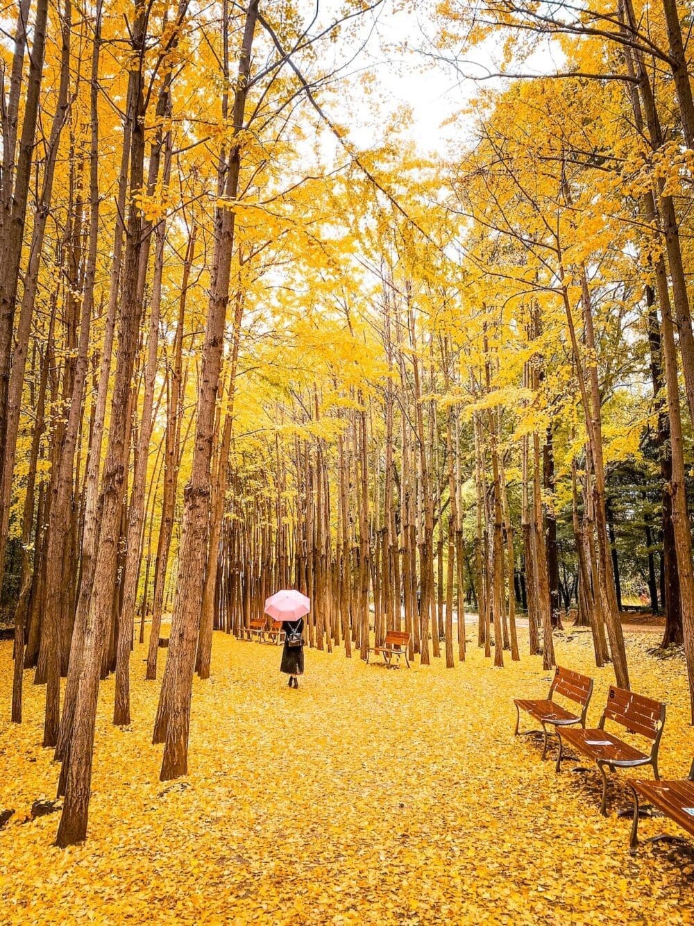 seoul forest near eungbongsan mountain