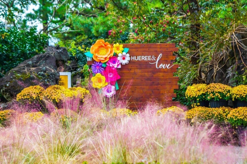 pink muhly grass in korea at hueree natural park in jeju