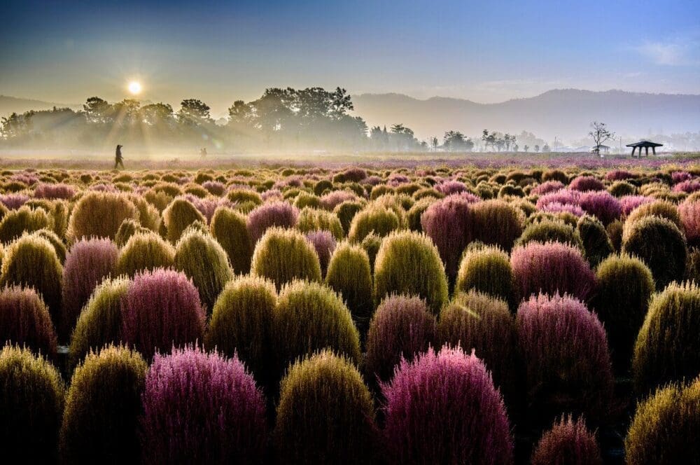 kochia scoparia at yangju nari park