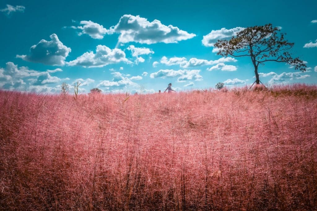 Autumn Flowers in South Korea: 15 Fantastic Fall Festivals (with Naver Map Links!) 21 pink muhly grass at anseong farmland during autumn