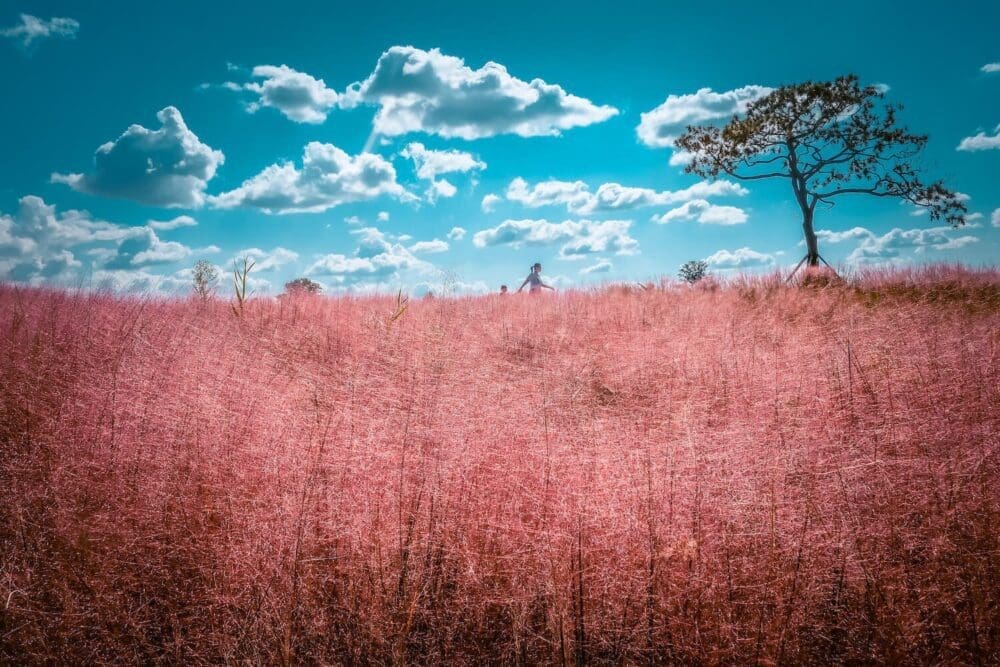 pink muhly in korea at anseong farmland