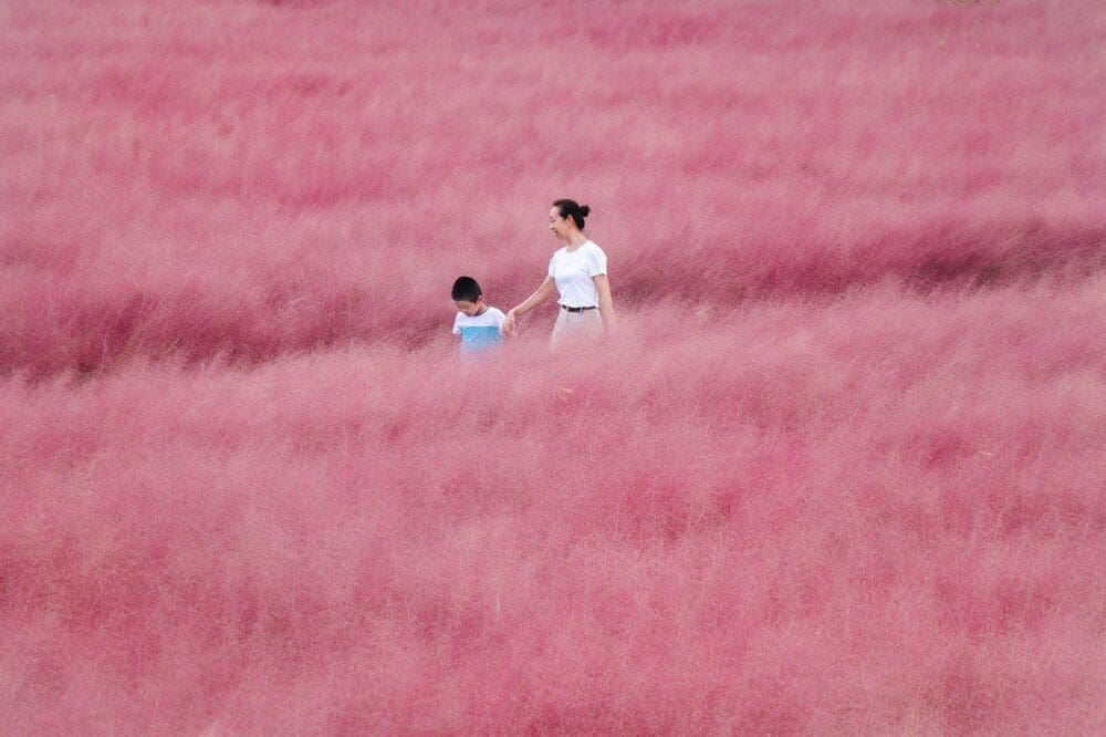 pink muhly grass