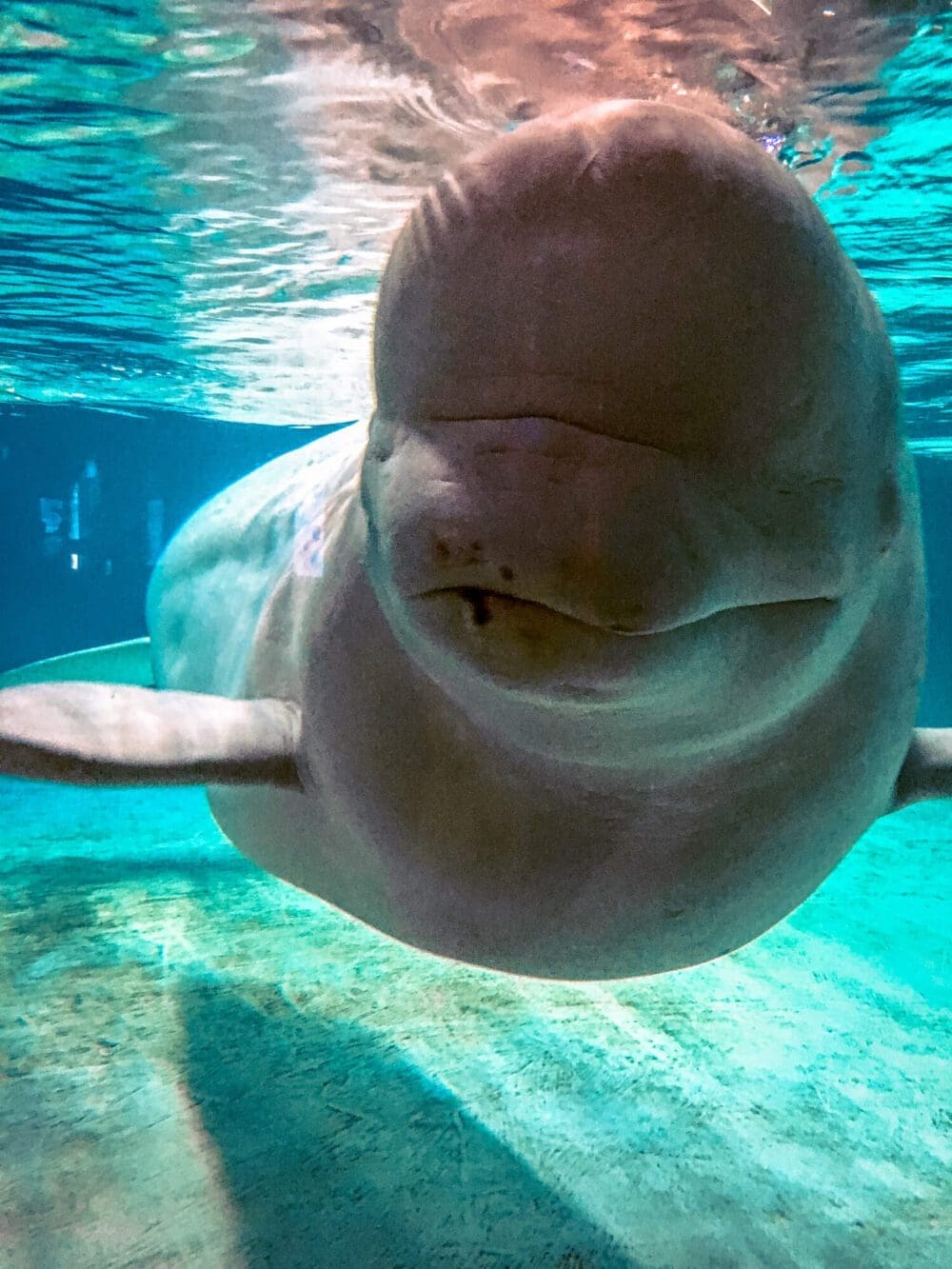Lotte World Aquarium Review | Under the Sea with 650 Incredible Marine Species 7 beluga whale at lotte world aquarium