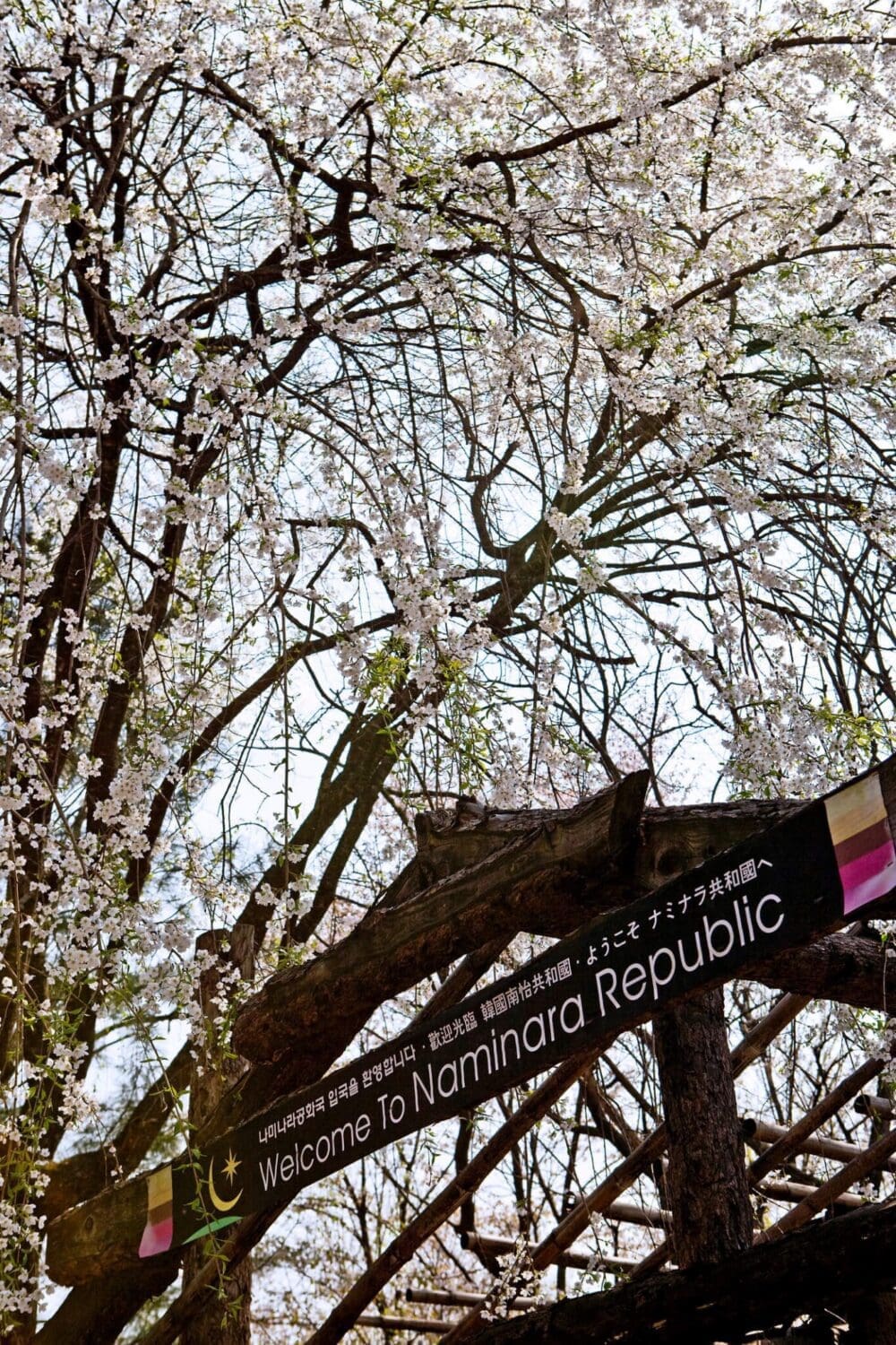 2026 Cherry Blossoms in Korea Forecast | Best Festivals in Seoul, Jinhae, Busan and More 20 cherry blossoms in korea | nami island
