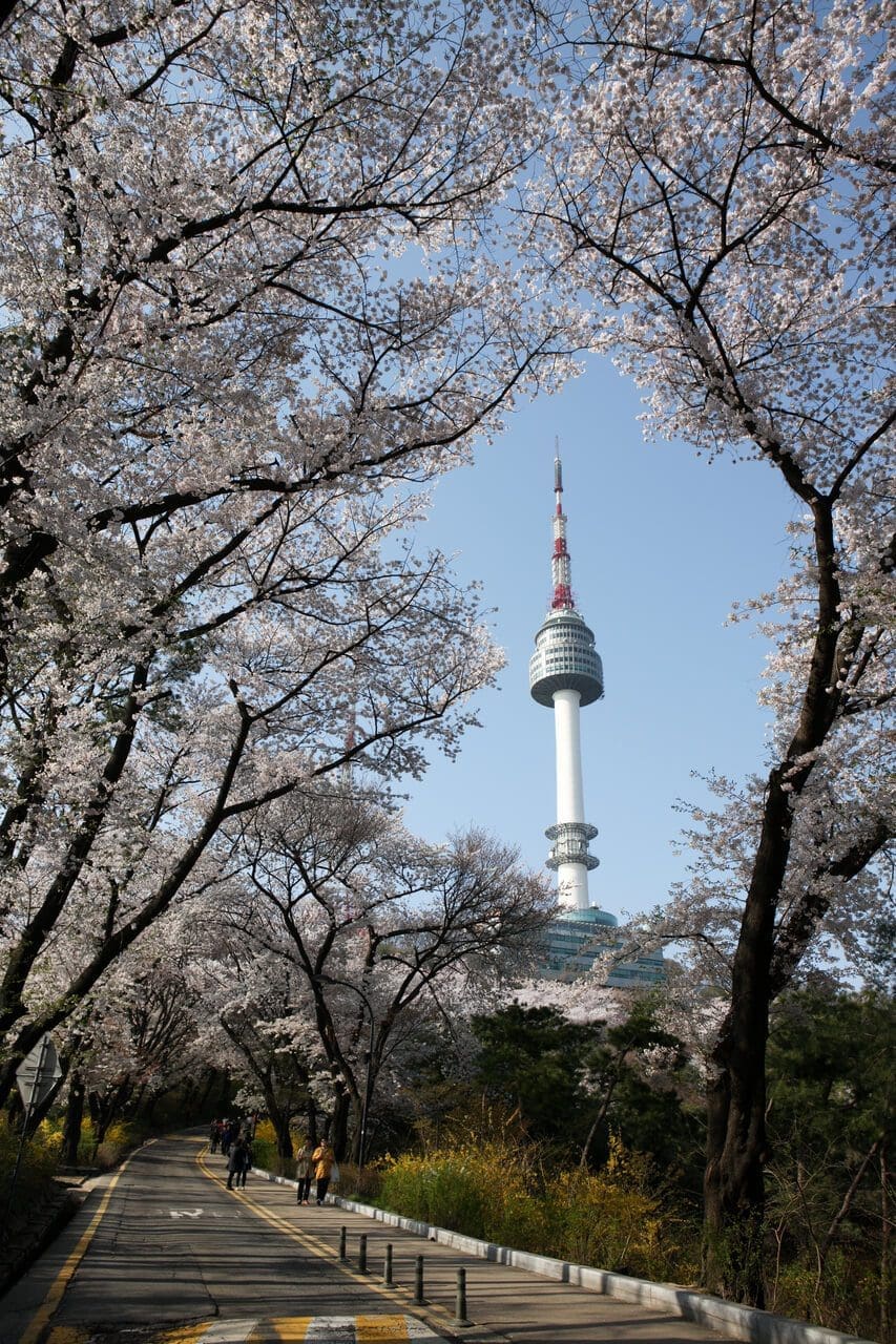 2026 Cherry Blossoms in Korea Forecast | Best Festivals in Seoul, Jinhae, Busan and More 42 cherry blossoms in korea | namsam park