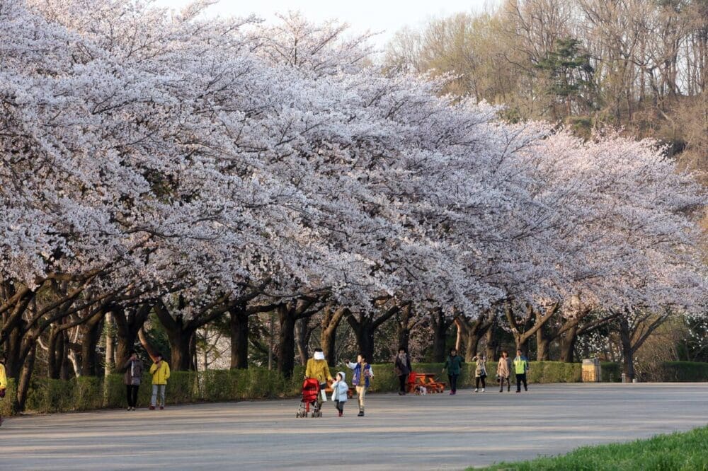 2026 Cherry Blossoms in Korea Forecast | Best Festivals in Seoul, Jinhae, Busan and More 22 cherry blossoms in korea: seoul grand park