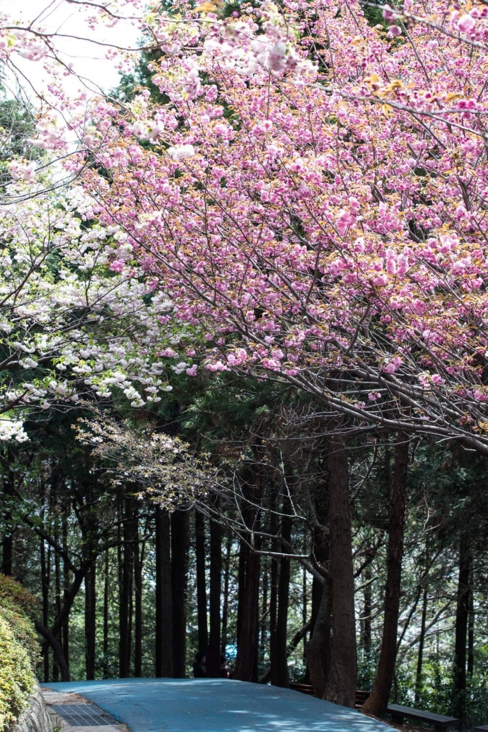 2026 Cherry Blossoms in Korea Forecast | Best Festivals in Seoul, Jinhae, Busan and More 53 cherry blossoms in korea | democracy park busan