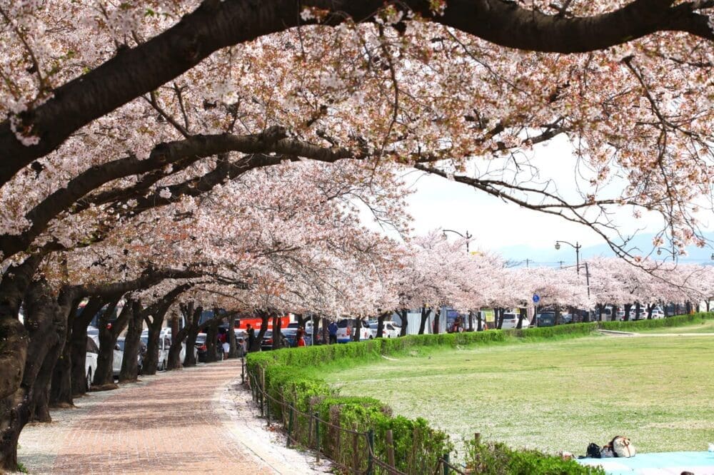 2026 Cherry Blossoms in Korea Forecast | Best Festivals in Seoul, Jinhae, Busan and More 52 cherry blossoms in korea | Gyeongju Historic Areas