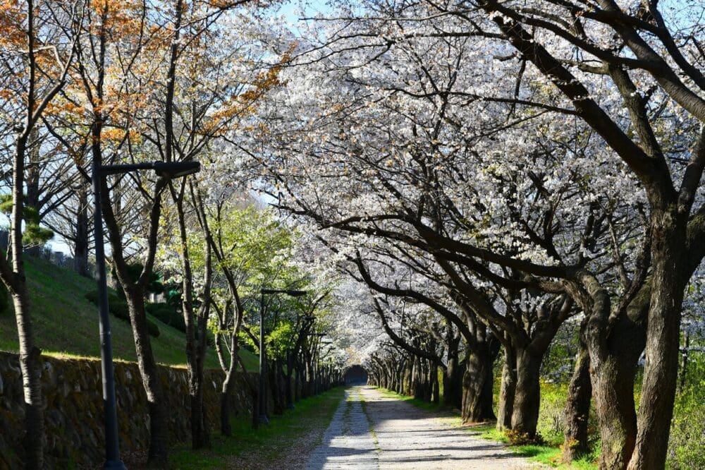 2026 Cherry Blossoms in Korea Forecast | Best Festivals in Seoul, Jinhae, Busan and More 55 cherry blossoms in korea: wonju gangwondo