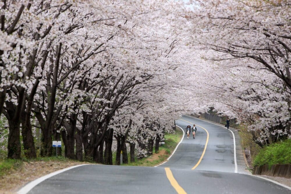 2026 Cherry Blossoms in Korea Forecast | Best Festivals in Seoul, Jinhae, Busan and More 28 cherry blossoms in korea | Hwagae Simri Cherry Blossom Road
