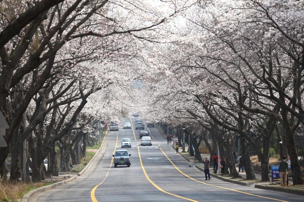 2026 Cherry Blossoms in Korea Forecast | Best Festivals in Seoul, Jinhae, Busan and More 56 cherry blossoms in korea | jeju university