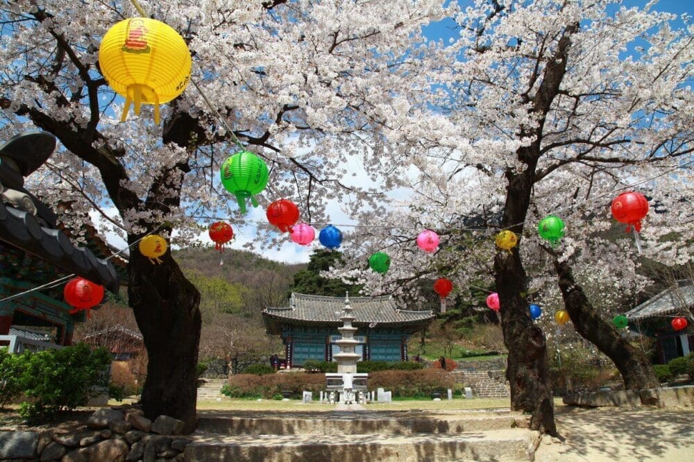 2026 Cherry Blossoms in Korea Forecast | Best Festivals in Seoul, Jinhae, Busan and More 32 cherry blossoms in korea | sinwonsa temple gongju
