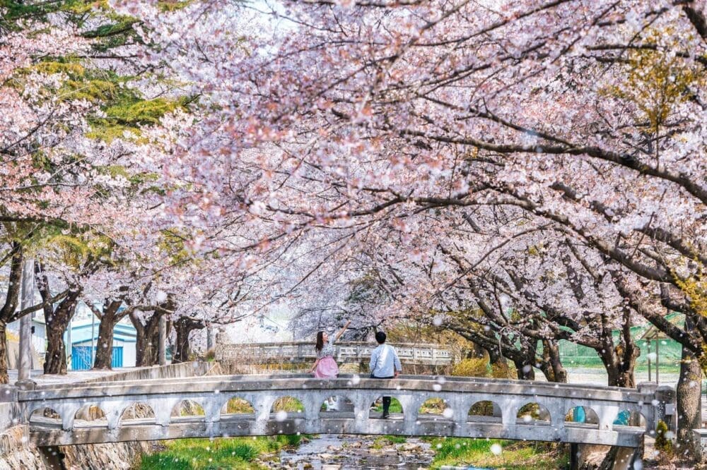 2026 Cherry Blossoms in Korea Forecast | Best Festivals in Seoul, Jinhae, Busan and More 11 cherry blossoms in korea