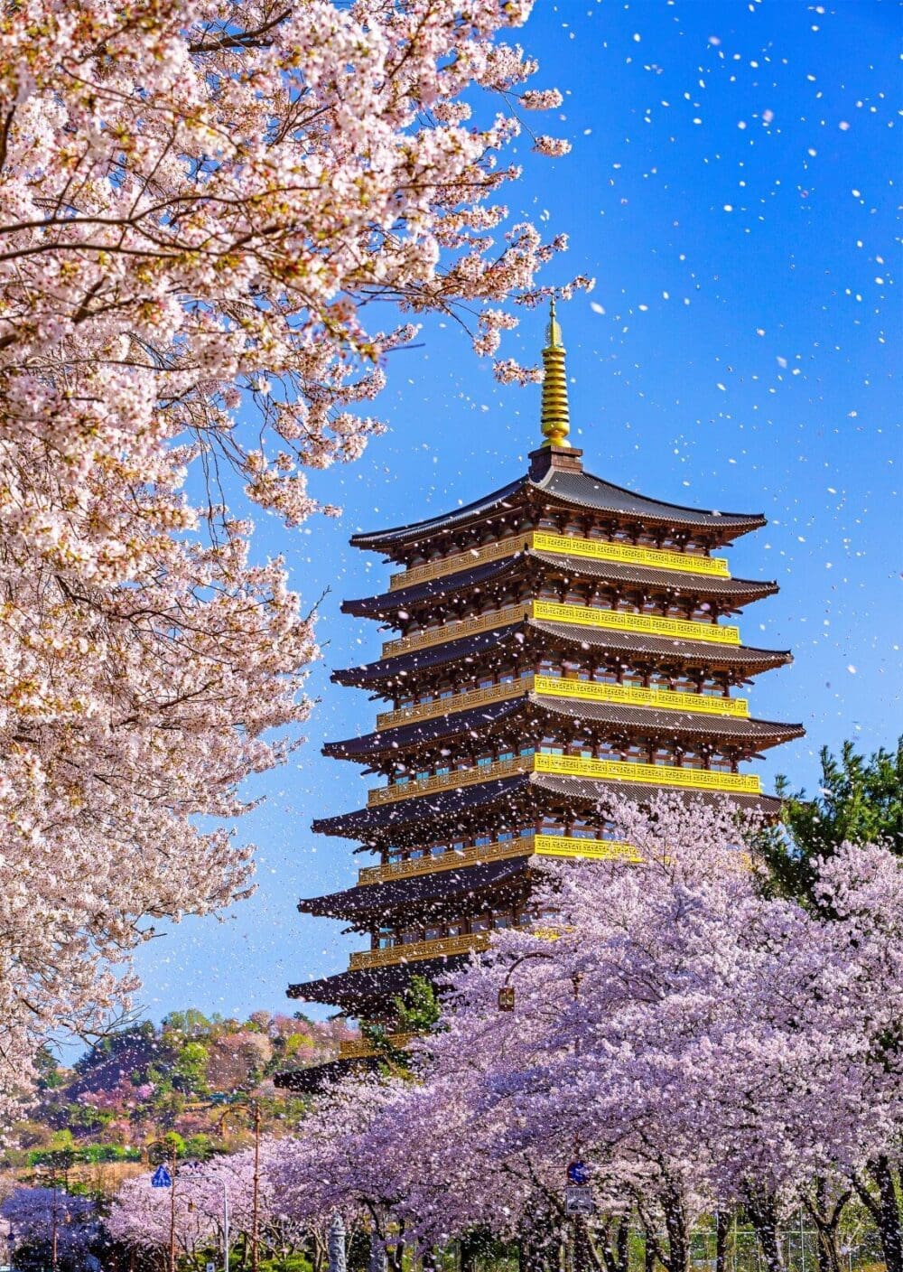 cherry blossom in south korea | gyeongju hwangnyongwon