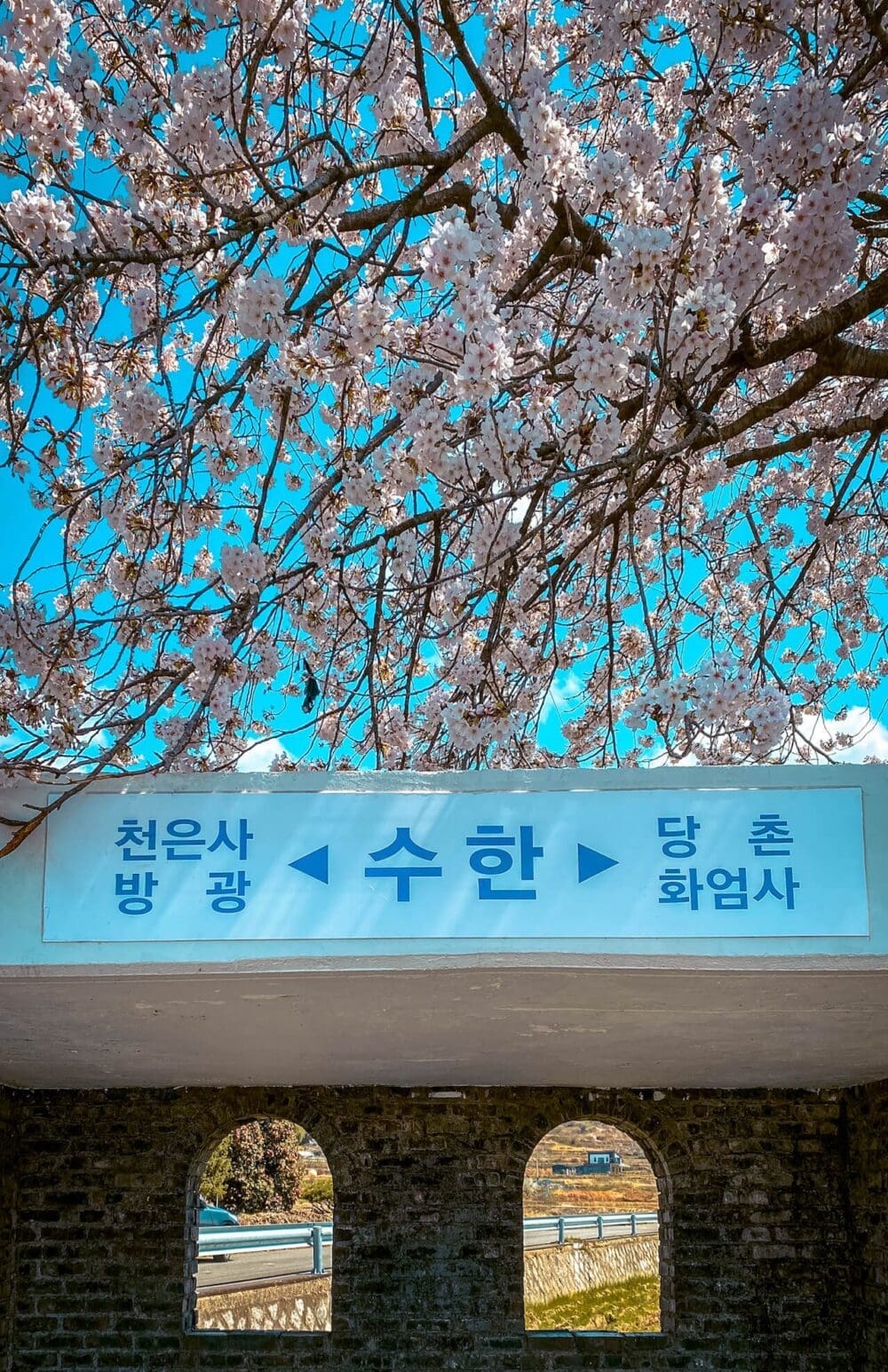 Spring in Korea 2026 | Travel Tips from 15 Years Living in Seoul 12 spring in korea | cherry blossoms in gurye