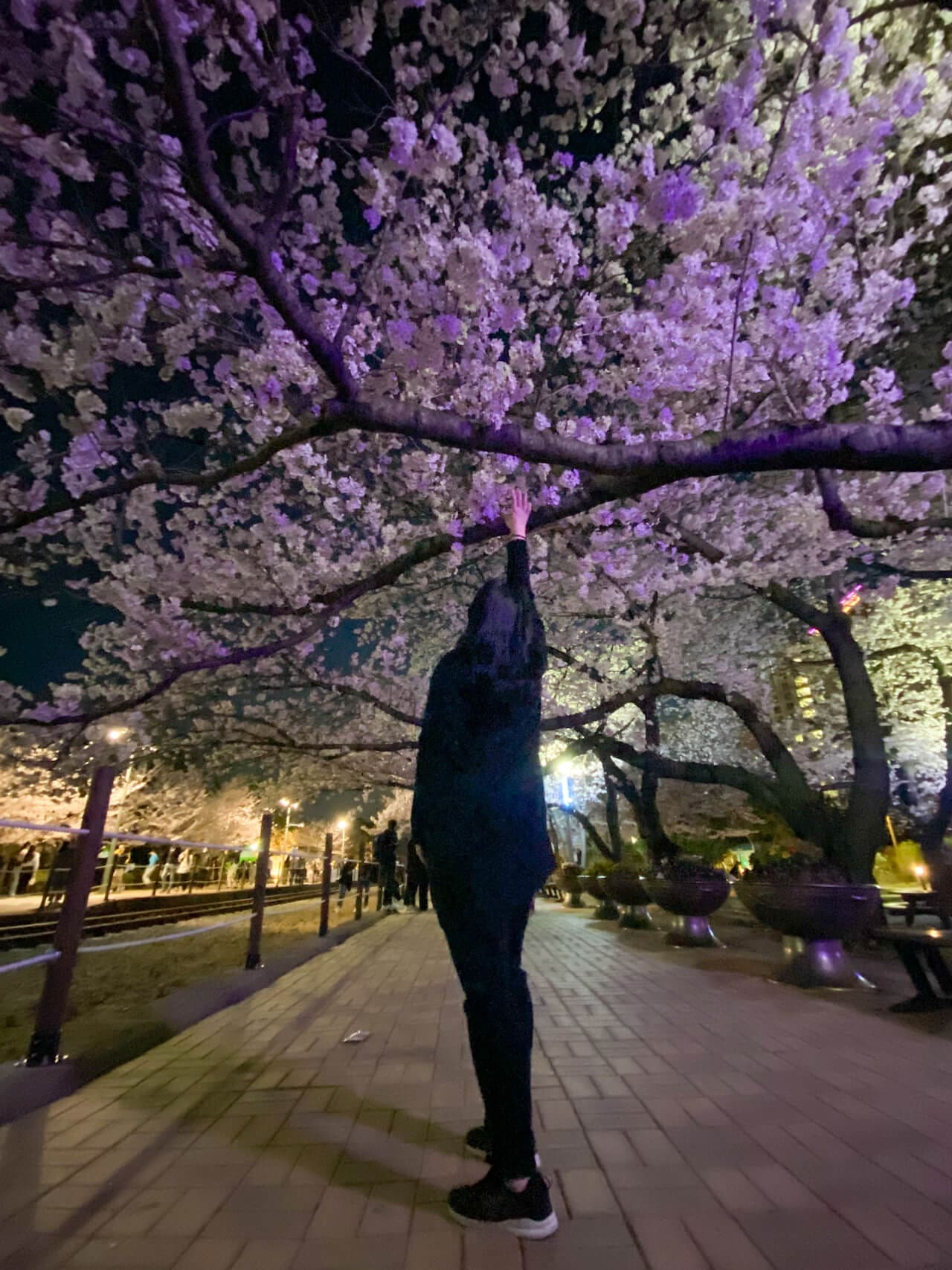 2026 Cherry Blossoms in Korea Forecast | Best Festivals in Seoul, Jinhae, Busan and More 49 cherry blossoms in korea | Gyeonghwa Station jinhae korea