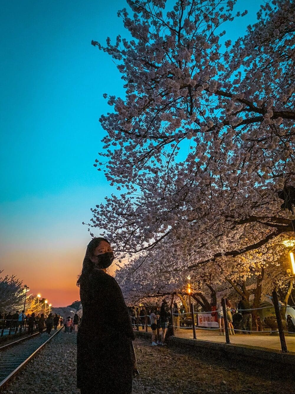 2026 Cherry Blossoms in Korea Forecast | Best Festivals in Seoul, Jinhae, Busan and More 35 cherry blossoms in korea | jinhae cherry blossom festival gyeonghwa station