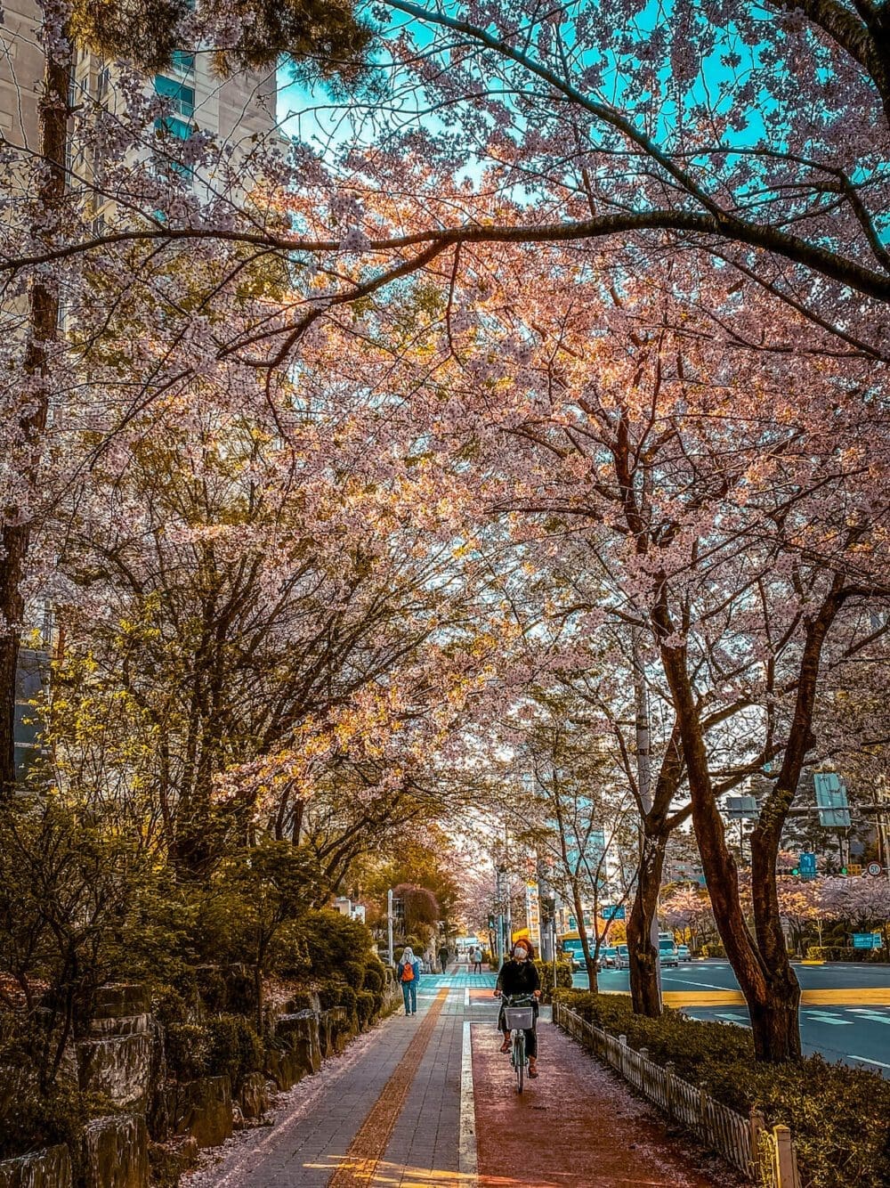 2026 Cherry Blossoms in Korea Forecast | Best Festivals in Seoul, Jinhae, Busan and More 38 cherry blossoms in korea | seoul
