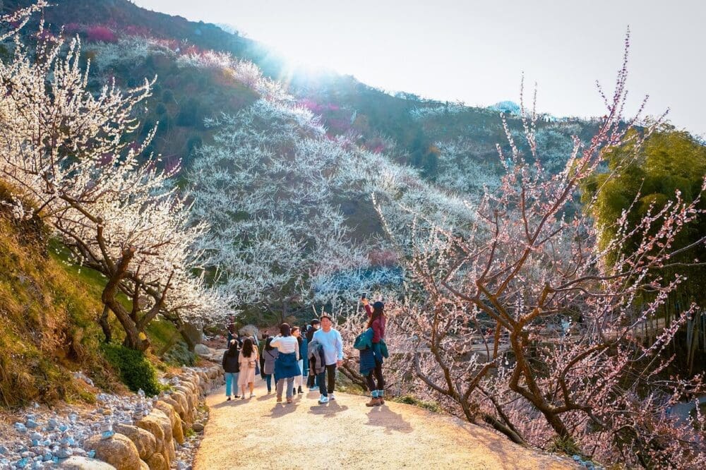 Spring in Korea 2026 | Travel Tips from 15 Years Living in Seoul 21 spring in korea | gwangyang maehwa village