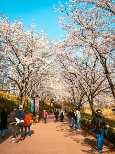 How to Visit the Seokchon Lake Cherry Blossom Festival 2026 11 cherry blossoms in seoul | seokchon lake