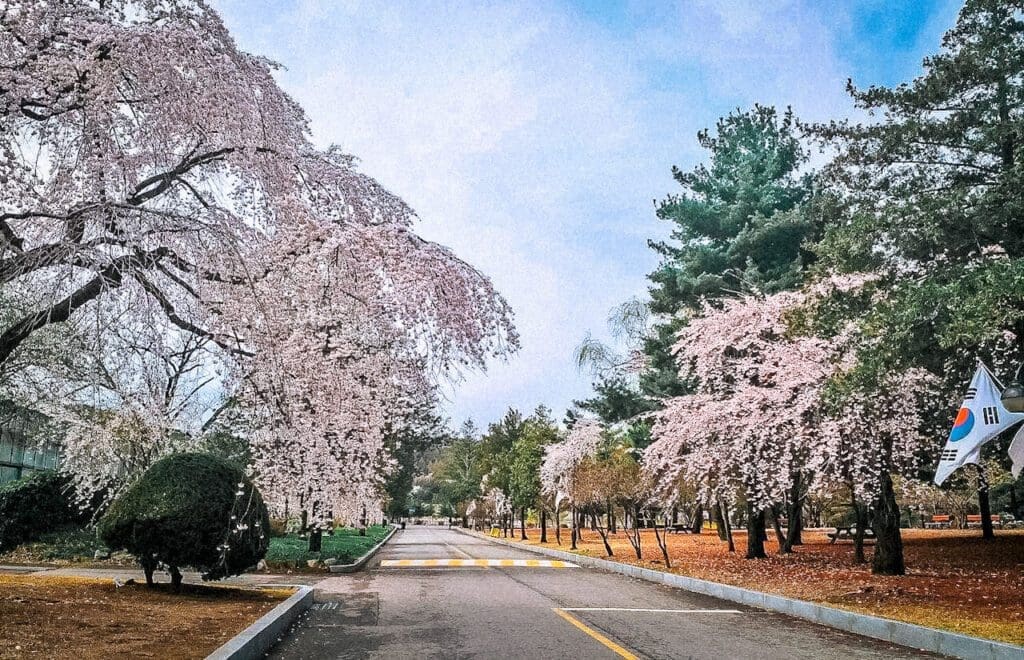 cherry blossoms in seoul | seoul national cemetery