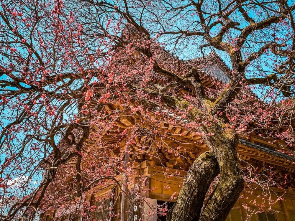 Spring in Korea 2026 | Travel Tips from 15 Years Living in Seoul 18 spring in korea | plum tree at hwaeomsa temple