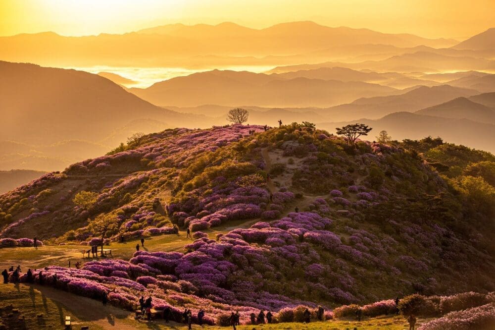 korea in april | azaleas