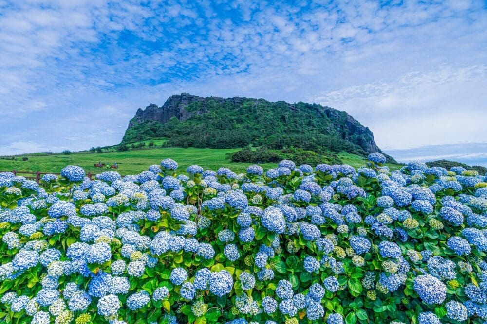 hydrangea in jeju
