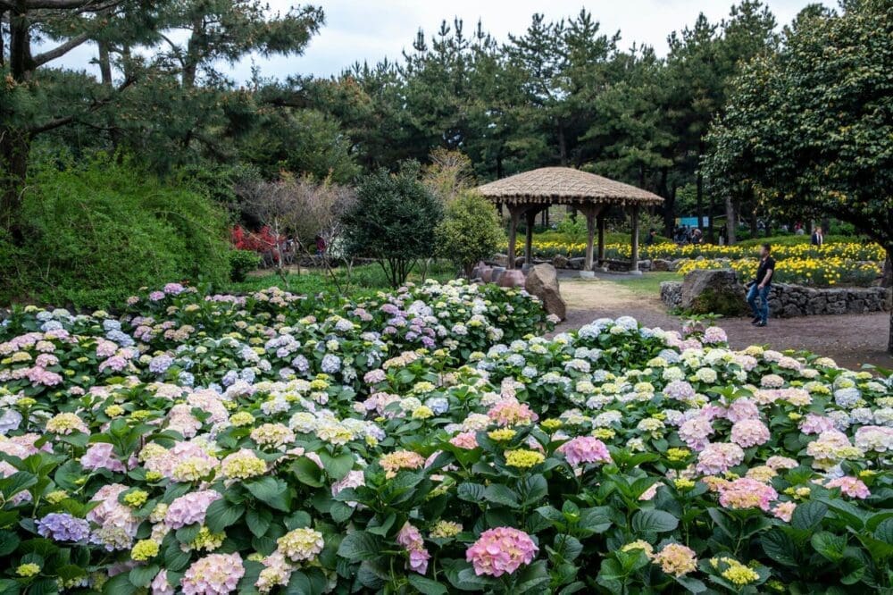 Korea in June 2026 Travel Guide | Lessons from 15 Years in Seoul 28 hueree natural park hydrangea festival