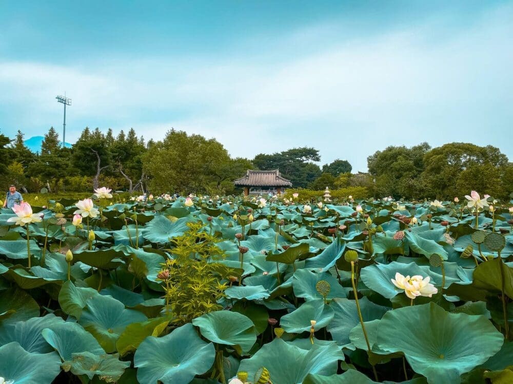 semiwon garden lotus flowers