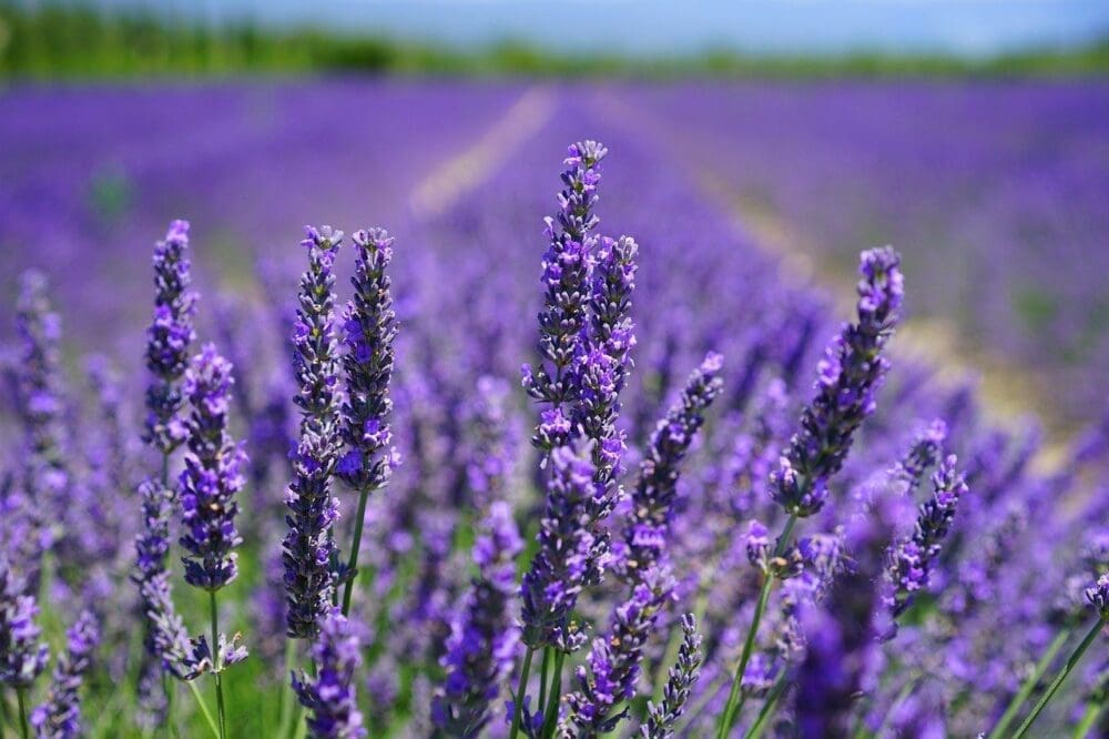 Korea in June 2026 Travel Guide | Lessons from 15 Years in Seoul 20 lavender field