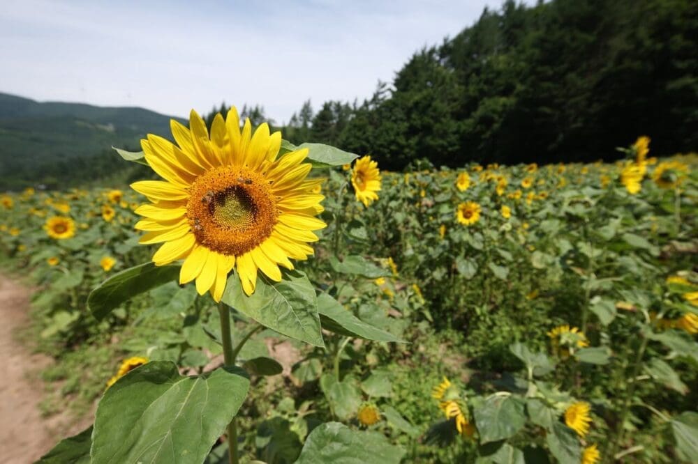 Korea in August 2026 | Weather + Best Festivals (15 Year Local's Guide) 23 korea in august | sunflowers at taebaek botanical garden