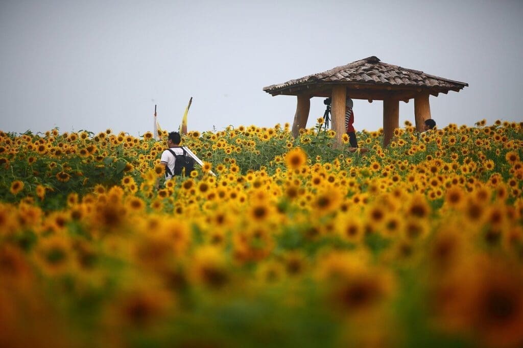 Korea in August 2026 | Weather + Best Festivals (15 Year Local's Guide) 15 sunflowers in korea in august