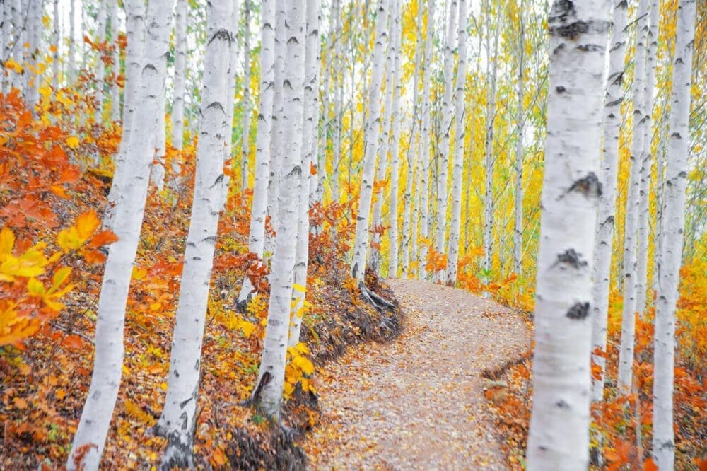 autumn in korea | wondae-ri birch forest
