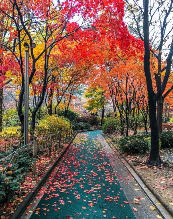 red, orange, yellow, and green autumn leaves above a green walkway in seoul korea