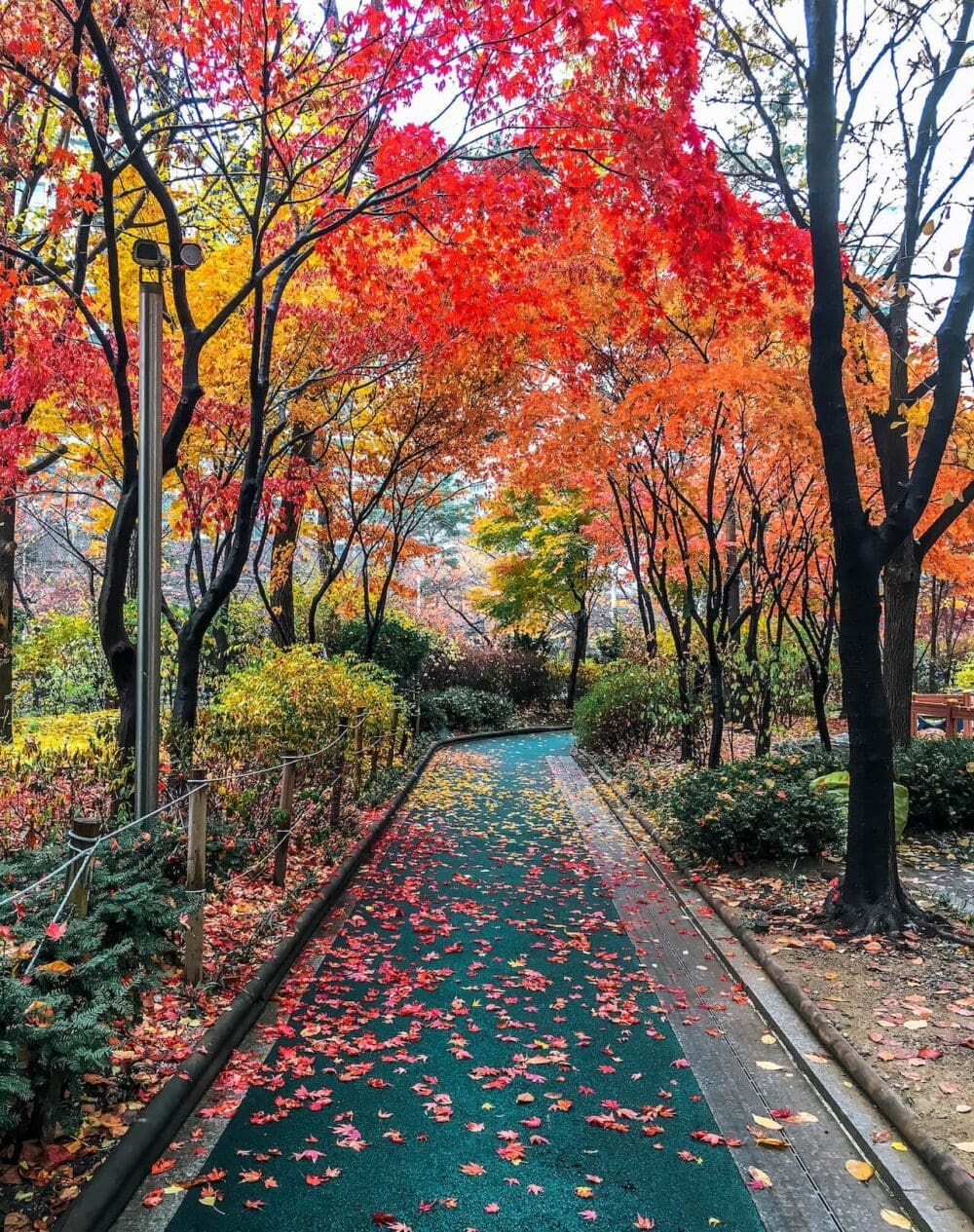 autumn in korea