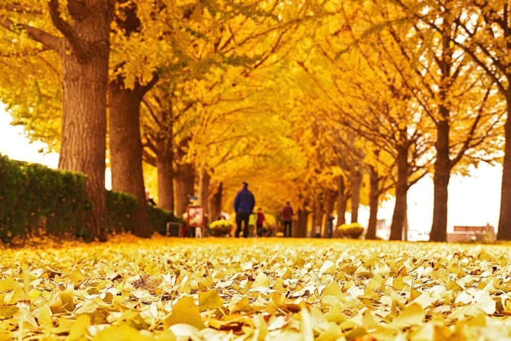 ginkgo tree road korea