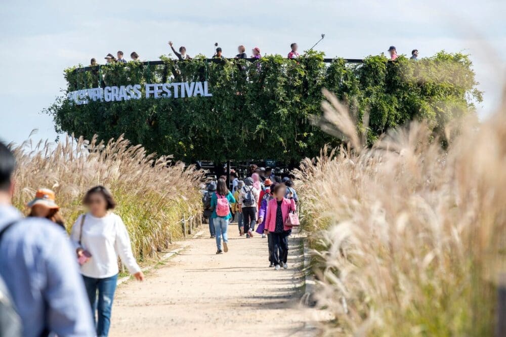october in korea | silver grass festival