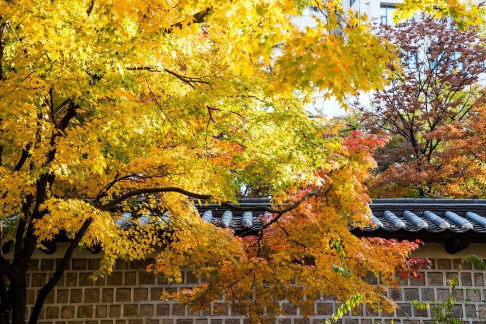 deoksugung palace stone wall road | ginkgo trees