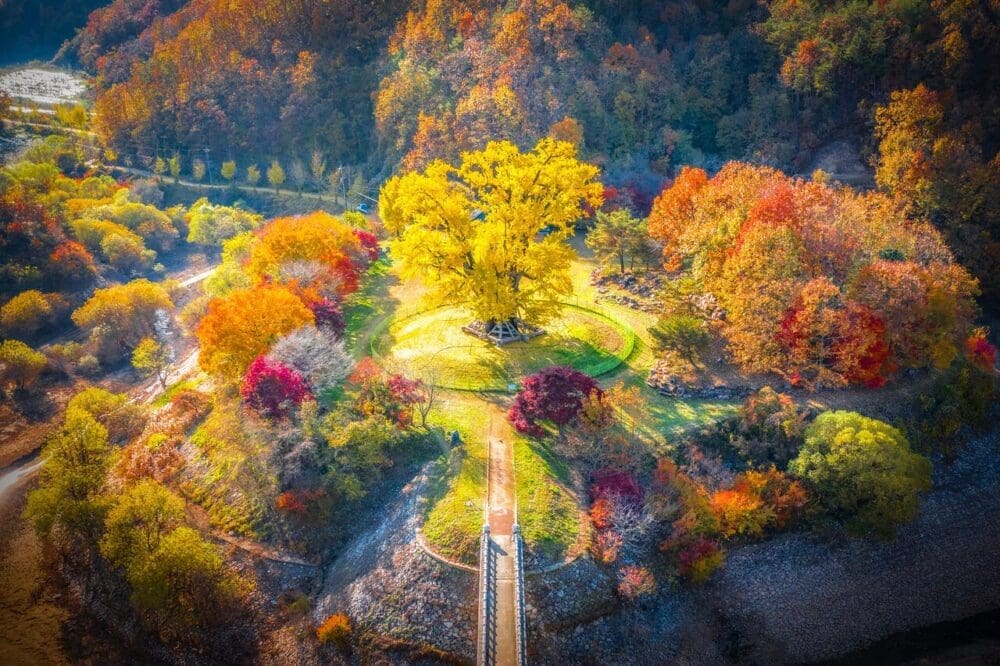 gingko in korea | andong yongye-ri