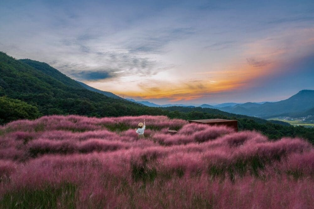 pink muhly grass in korea