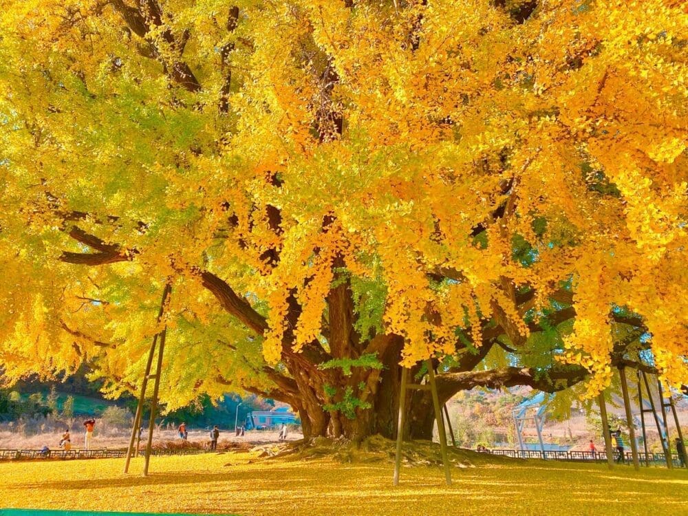 ginkgo trees in Bangye-ri wonju