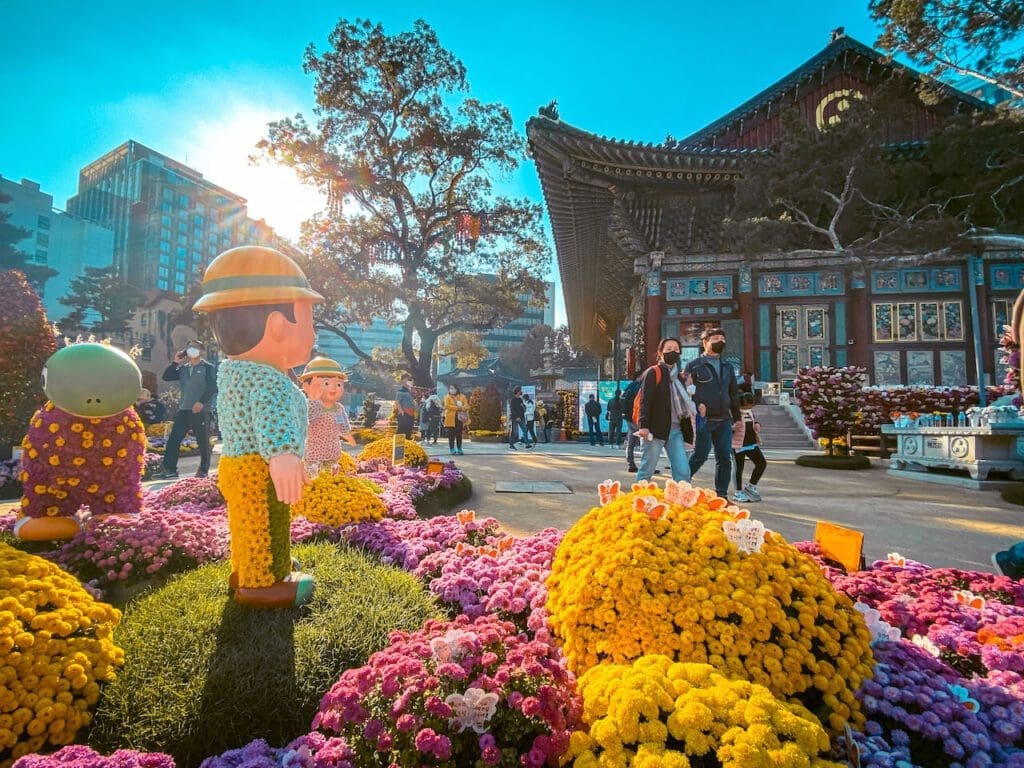 Autumn Flowers in South Korea: 15 Fantastic Fall Festivals (with Naver Map Links!) 11 chrysanthemums at jogyesa temple autumn flower festival in korea