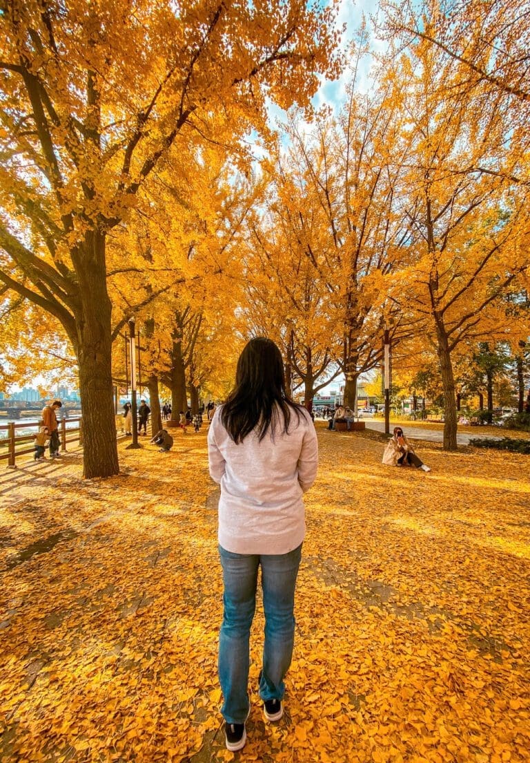 korea in october | asan ginkgo tree road
